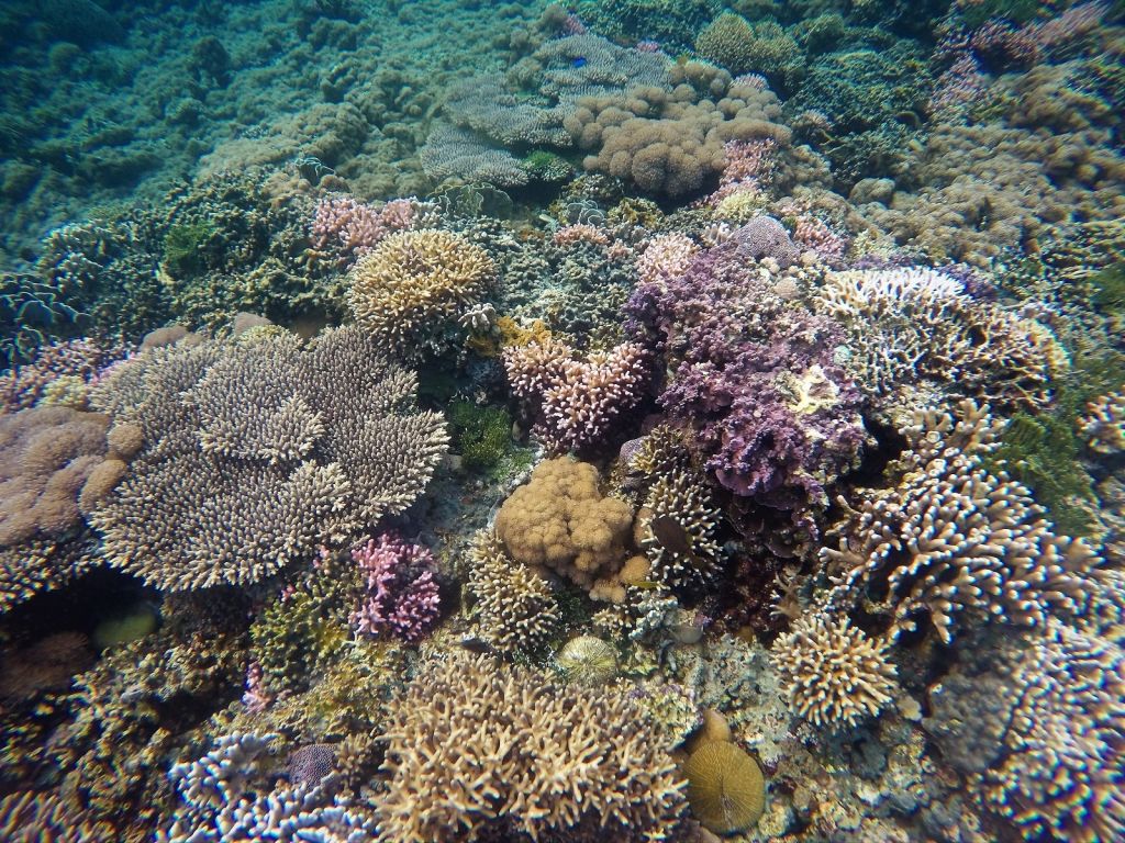Raj, ktorý ročne objaví len 8-tisíc turistov. Ostrov Atauro tromfne aj Bali 