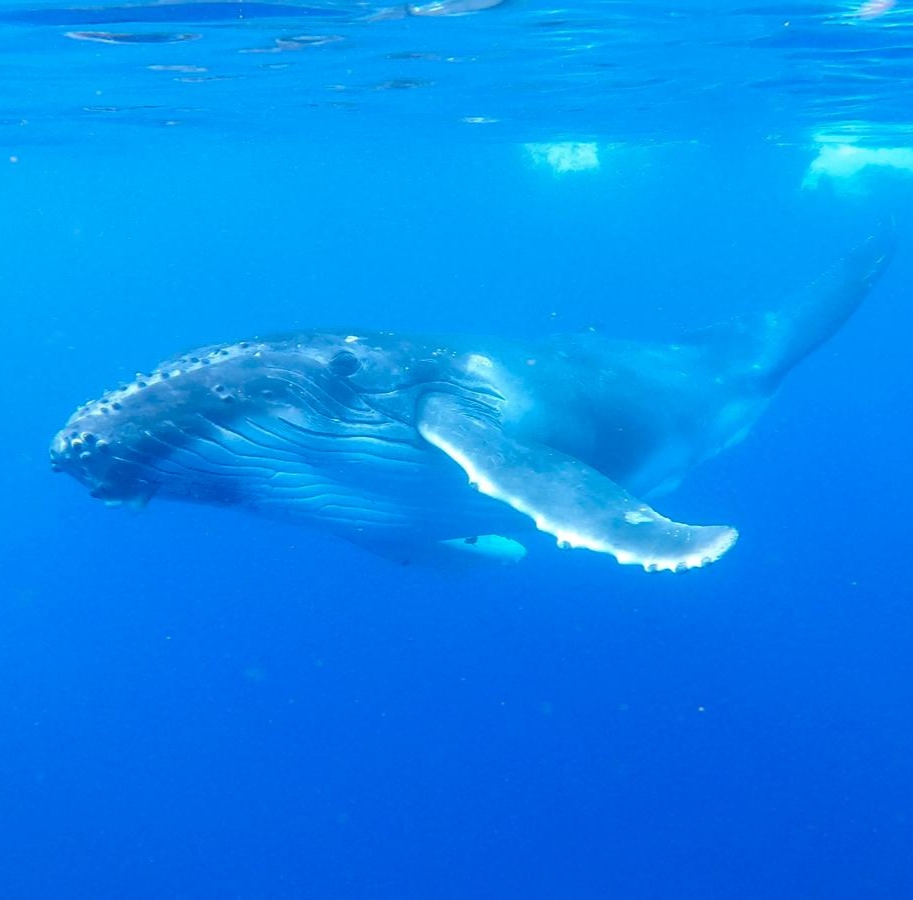 Tonga alebo potápanie s veľrybami