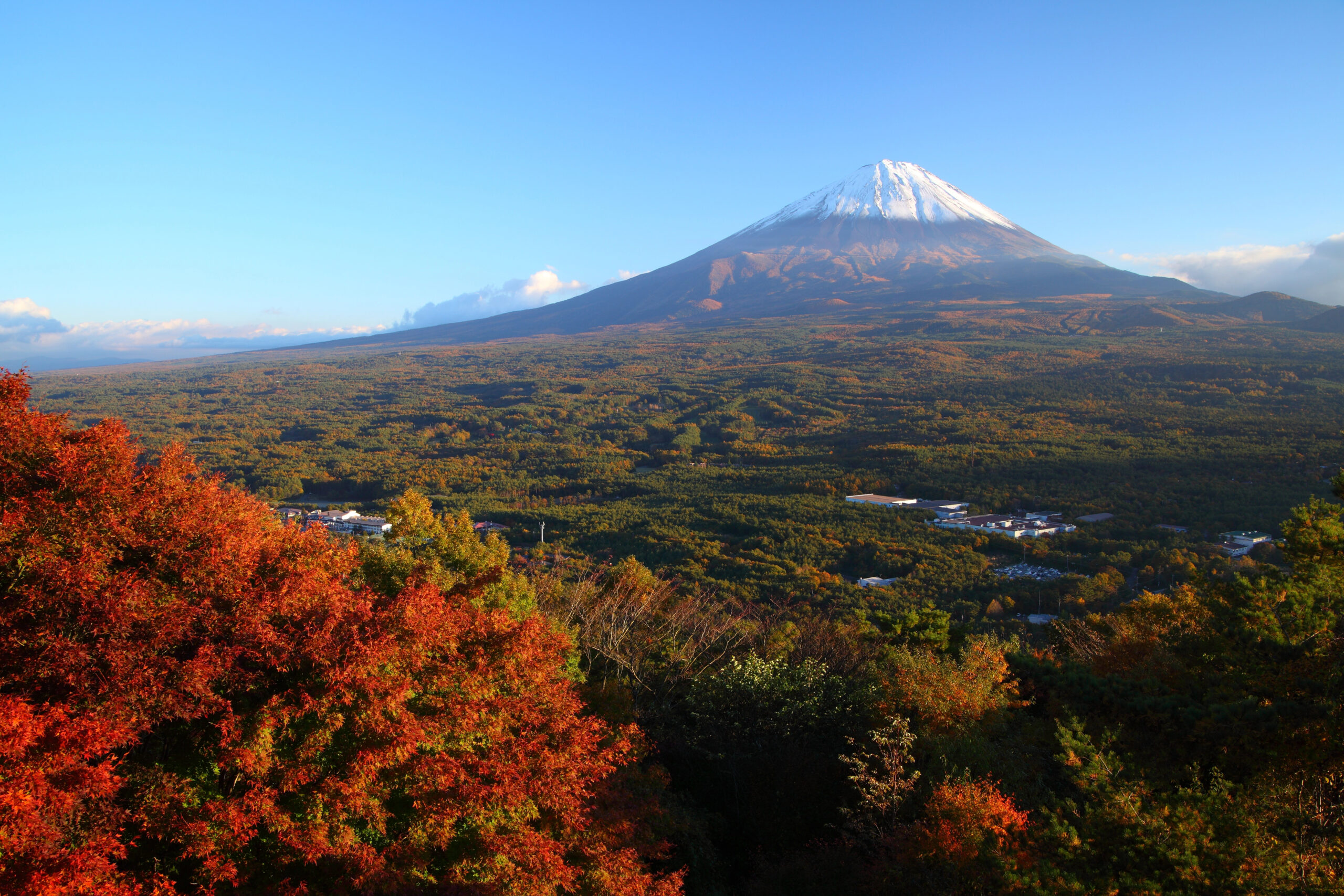 Aokigahara, les samovrahov